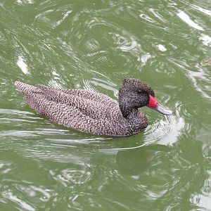 Sylvan Heights Bird Park- Male Freckled Duck
