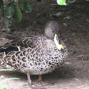 Sylvan Heights Bird Park- Yellow Billed Duck