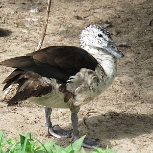 Sylvan Heights Bird Park- Female Old World Comb Duck