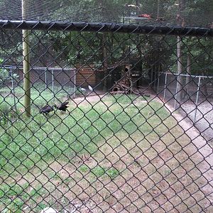 Sylvan Heights Bird Park- Abyssinian Ground Hornbill Exhibit