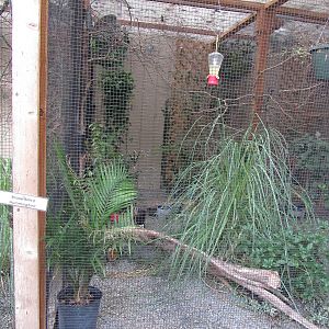 Sylvan Heights Bird Park- Pin-Tailed Whydah and Broad-Billed Hummingbird Ex
