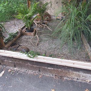 Sylvan Heights Bird Park- Mearn's Quail and Pin-Tailed Whydah Exhibit