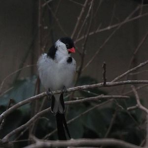 Sylvan Heights Bird Park- African Finches- Pin-Tailed Whydah