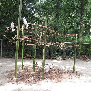 Sylvan Heights Bird Park- Australia Aviary- Cockatoo exhibit