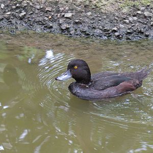 Sylvan Heights Bird Park- New Zealand Scaup