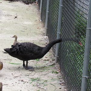Sylvan Heights Bird Park- Hungry Black Swan