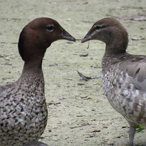 Sylvan Heights Bird Park- Maned Ducks