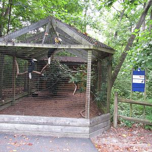 Sylvan Heights Bird Park- Wreathed Hornbill and Golden Pheasant Aviary