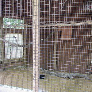 Sylvan Heights Bird Park- Laughing Kookaburra Exhibit