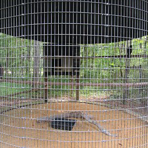 Sylvan Heights Bird Park- Harris' Hawk Exhibit