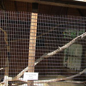 Sylvan Heights Bird Park- Swainson's Toucan Exhibit #1