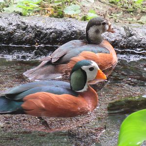 Sylvan Heights Bird Park- Small African Aviary- African Pygmy Geese