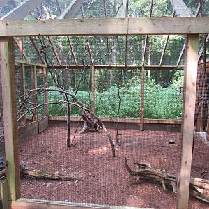 Sylvan Heights Bird Park- Raggiana Bird of Paradise and Malay Great Argus P