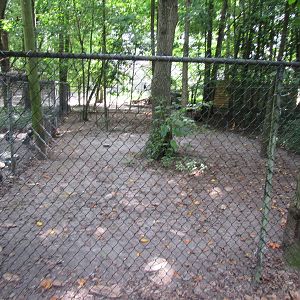 Sylvan Heights Bird Park- Emu Exhibit