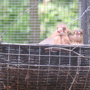 Sylvan Heights Bird Park- Javan Pond Heron Chicks