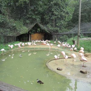 Sylvan Heights Bird Park- Flamingo Aviary