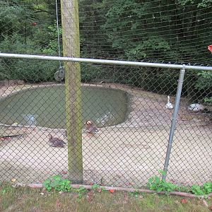 Sylvan Heights Bird Park- Goose Exhibit