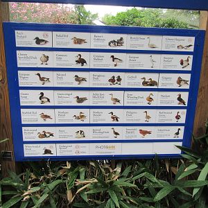 Sylvan Heights Bird Park- Eurasian Aviary Species
