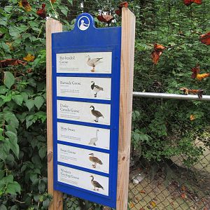 Sylvan Heights Bird Park- Goose Exhibit Species