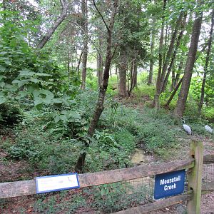 Sylvan Heights Bird Park- Demoiselle Crane Exhibit- Bottom View