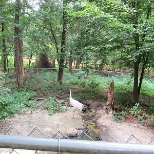 Sylvan Heights Bird Park- Whooping Crane Exhibit