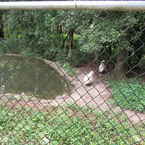 Sylvan Heights Bird Park- Trumpeter Swan Exhibit