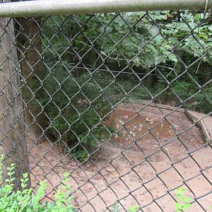 Sylvan Heights Bird Park- Sandhill Crane and Emperor Goose Exhibit 1/2