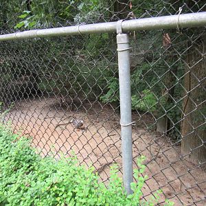 Sylvan Heights Bird Park- Sandhill Crane and Emperor Goose Exhibit 2/2