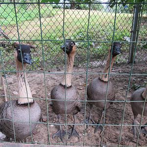 Sylvan Heights Bird Park- Four Friendly Nene Geese