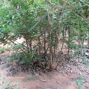 Sylvan Heights Bird Park- Hawaiian Goose Exhibit