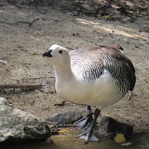 Sylvan Heights Bird Park- Male Lesser Magellanic Goose