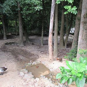 Sylvan Heights Bird Park- Mixed Species Exhibit