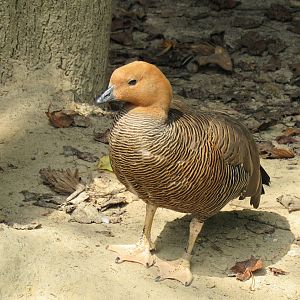 Sylvan Heights Bird Park- Female Lesser Magellanic Goose
