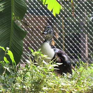 Sylvan Heights Bird Park- Male New World Comb Duck