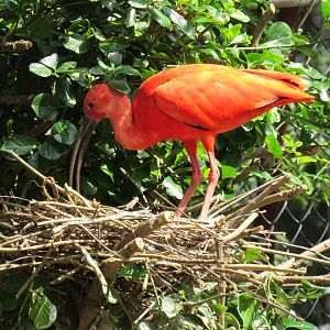 Sylvan Heights Bird Park- Scarlet Ibis Tending to Nest
