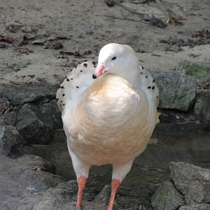 Sylvan Heights Bird Park- Andean Goose