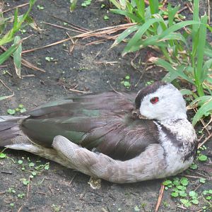 Sylvan Heights Bird Park- Indian Pygmy Goose