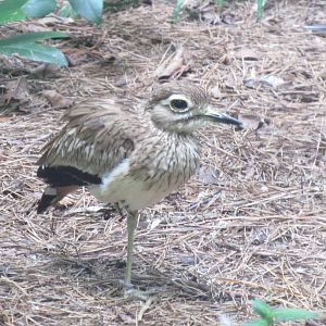 Sylvan Heights Bird Park- Senegal Thick-Knee