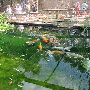 Sylvan Heights Bird Park- Koi Pond