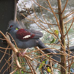 Sylvan Heights Bird Park- The Landing Zone- Blue Crowned Pigeon