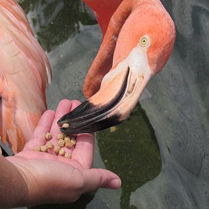 Sylvan Heights Bird Park- The Landing Zone- Hand Feeding an American Flamin
