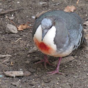 Sylvan Heights Bird Park- The Landing Zone- Luzon Bleeding-Heart Dove