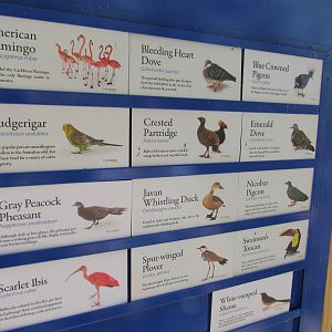 Sylvan Heights Bird Park- The Landing Zone- Species List
