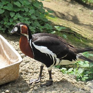 Sylvan Heights Bird Park- Eurasian Aviary- Red-Breasted Goose