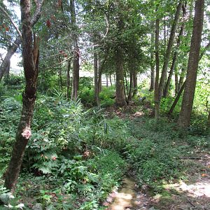 Sylvan Heights Bird Park- Demoiselle Crane Exhibit- Top Viewing