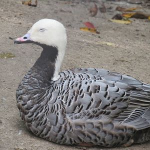 Sylvan Heights Bird Park- Emperor Goose