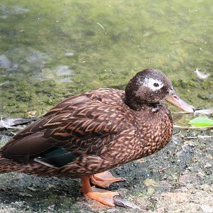 Sylvan Heights Bird Park- North American Aviary- Laysan Teal