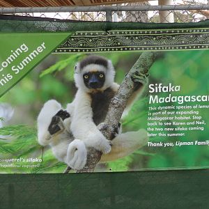 Coming Soon: Sifakas