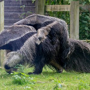 Giant anteater : Cotswold WP : 17 Jul 2016
