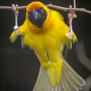 Village weaver : Cotswold WP : 08 Apr 2016